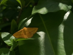 Striglina