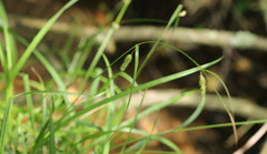 Carex laevigata