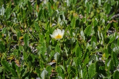 Dryas octopetala