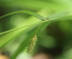 Carex laevigata