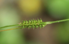 Carex laevigata