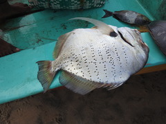 Drepane punctata