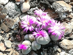 Gibbaeum dispar