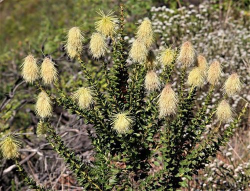 Van Stadens Sceptre (Paranomus reflexus)
