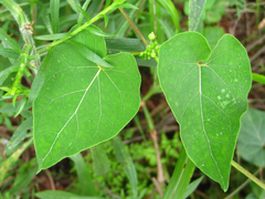Cynanchum wilfordii
