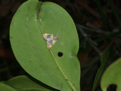 Rehimena phrynealis