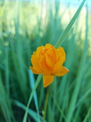 Trollius asiaticus