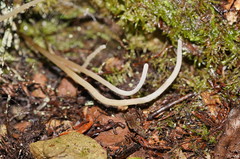 Clavaria tenuipes