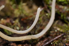 Clavaria tenuipes