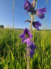 Delphinium crassifolium