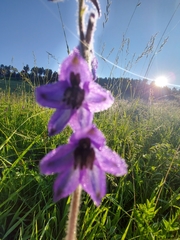 Delphinium crassifolium