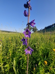 Delphinium crassifolium