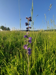 Delphinium crassifolium
