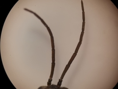 Pristiphora appendiculata