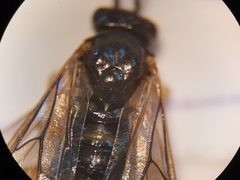 Pristiphora appendiculata