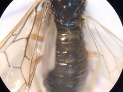 Pristiphora appendiculata