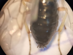 Pristiphora appendiculata