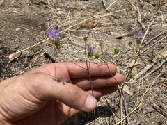 Monardella breweri microcephala