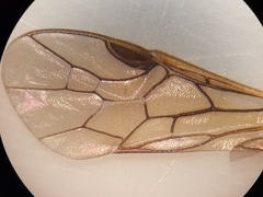 Pristiphora appendiculata