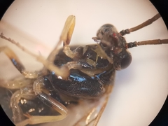 Pristiphora appendiculata