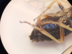 Pristiphora appendiculata