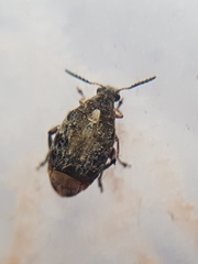 Megabruchidius dorsalis