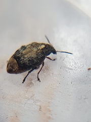 Megabruchidius dorsalis
