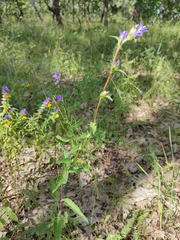 Campanula glomerata farinosa