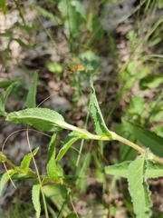 Campanula glomerata farinosa