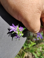 Campanula glomerata farinosa
