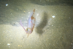 Alloteuthis media image