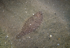 Arnoglossus laterna