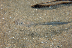 Echiichthys vipera