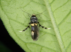 Stathmopoda xanthomochla