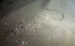 Solea senegalensis