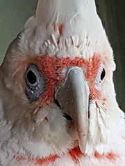 Cacatua tenuirostris