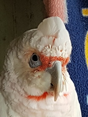 Cacatua tenuirostris