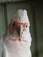 Cacatua tenuirostris