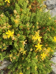 Hypericum balearicum