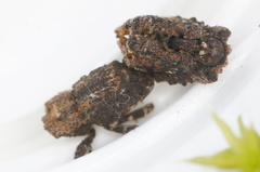 Exithius cariosus