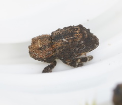 Exithius cariosus