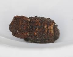 Exithius cariosus