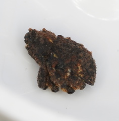Exithius cariosus
