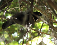 Amblycercus holosericeus