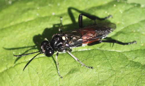 Macrophya militaris