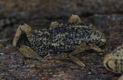 Poropterus antiquus