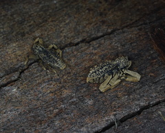 Poropterus antiquus