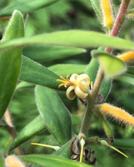 Persoonia mollis maxima