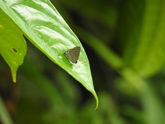 Deudorix epijarbas cinnabarus