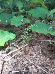 Equisetum sylvaticum